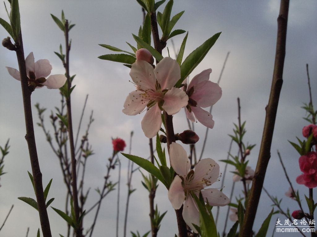 Ƭ095.jpg