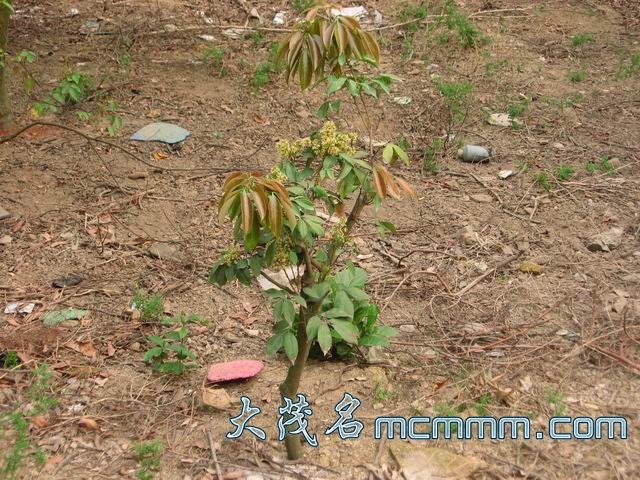 С IMG_0089.jpg