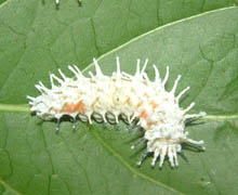 AA-001_lar.jpg