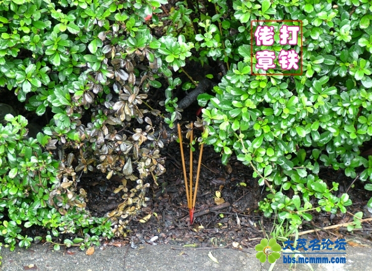 DSCF9898.jpg