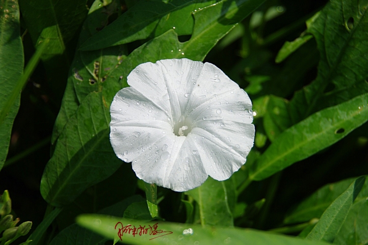IMGP5731_.JPG