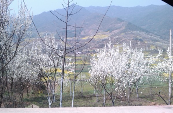 三月李子花