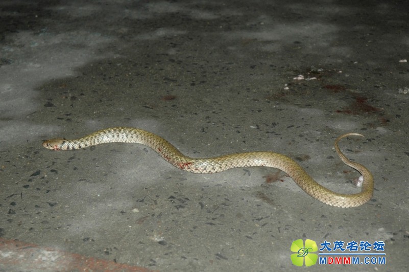 DSC_0599_conew1.JPG