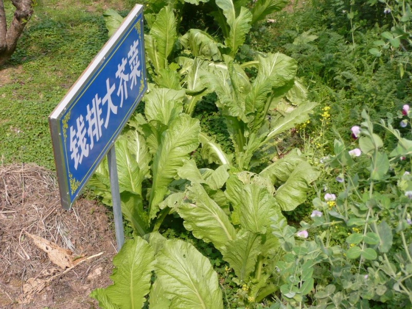 С P1180957.JPG
