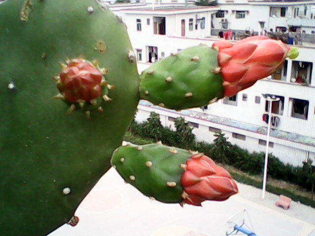 IMG0090A.jpg