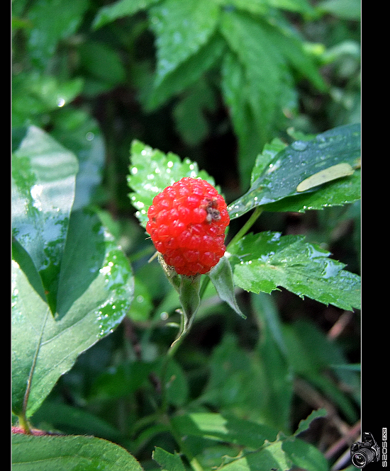 Ƭ 019.jpg