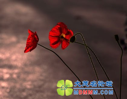 64019103.jpg