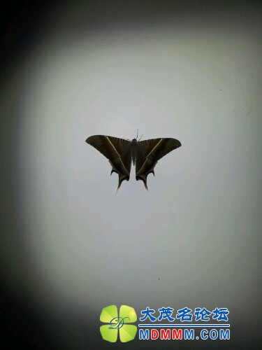IMG20120617174911.jpg