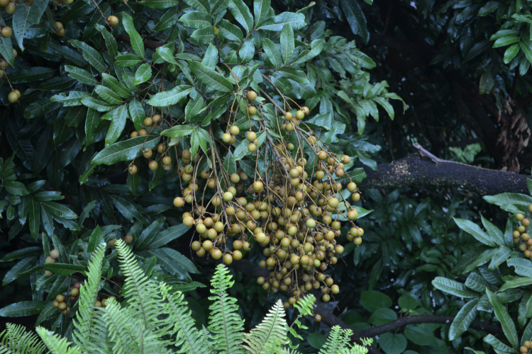 DSC_0043.jpg
