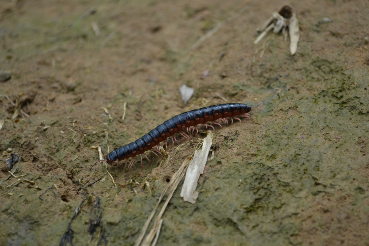 DSC_0219.jpg