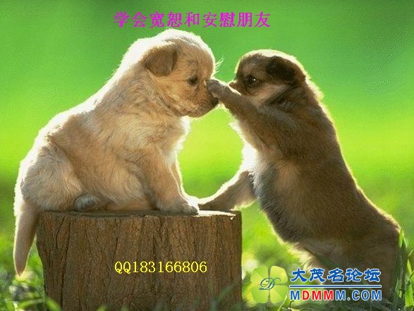 431816_1240233195Wq8R.jpg