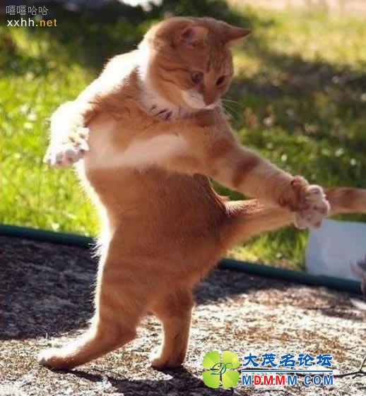 funny_animal_ol_2.jpg