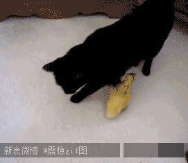 4061d1bc5edf8db1a91f75cb0923dd54564e7405.gif