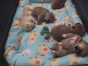 42de68a5cb134954fccb76c9564e9258d0094a58.gif