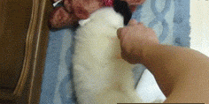 bbee2b0f9d16fdfacb23d841b48f8c5495ee7be3.gif