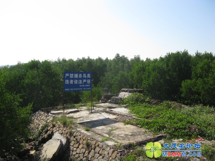 Ƭ 050.jpg
