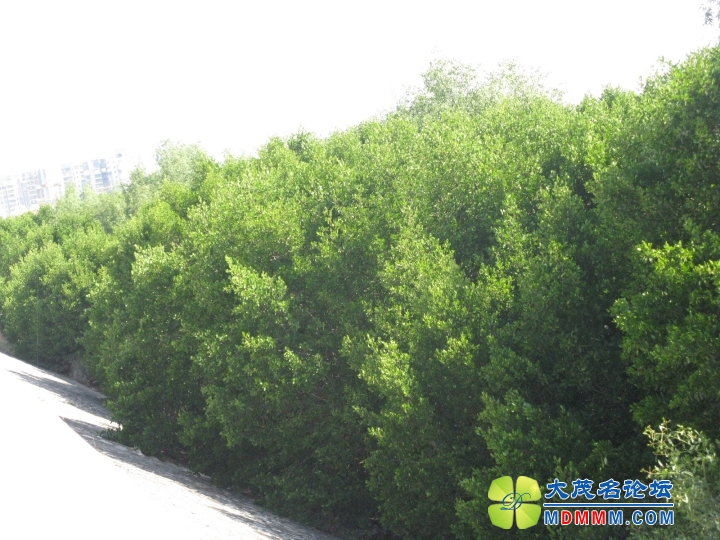Ƭ 024.jpg