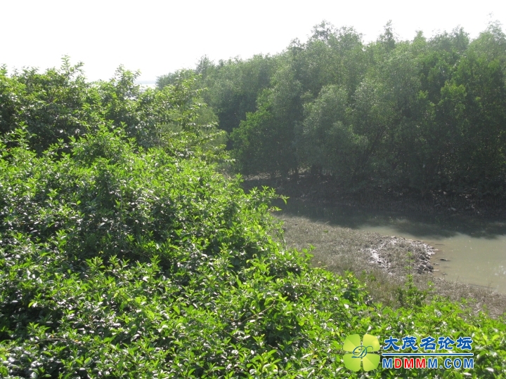 Ƭ 059.jpg