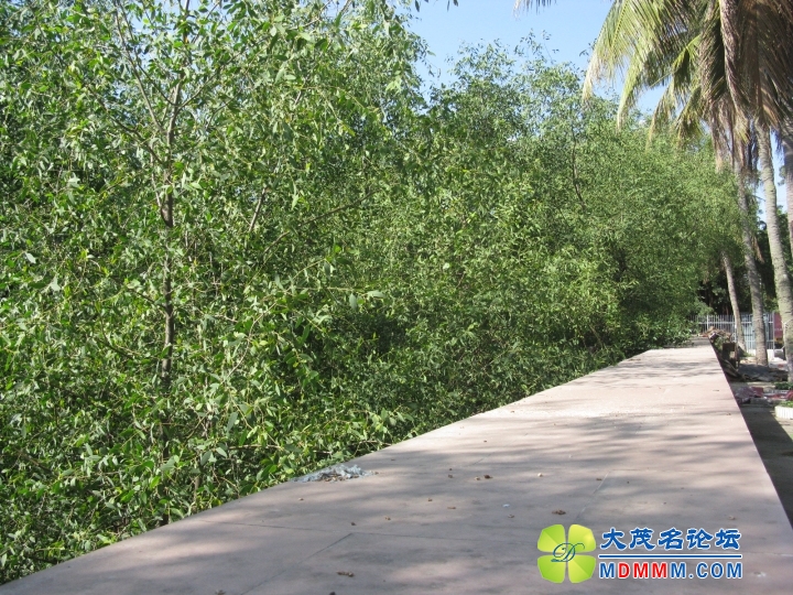 Ƭ 070.jpg
