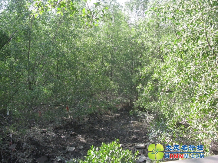 Ƭ 077.jpg