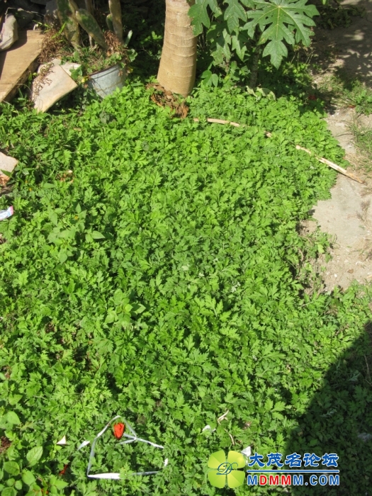 Ƭ 098.jpg