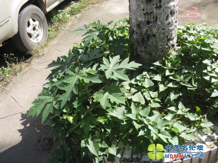 Ƭ 071.jpg
