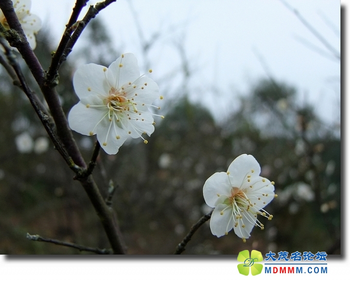 DSCF6518.jpg