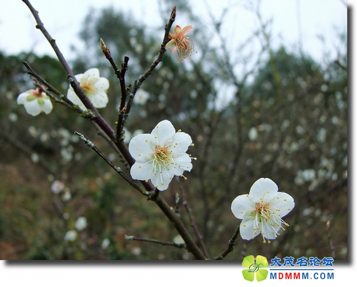 DSCF6519.jpg