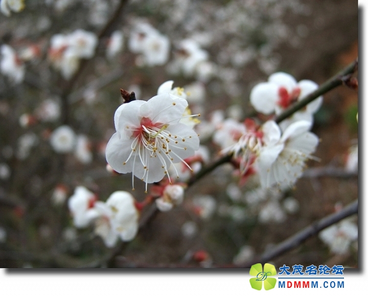 DSCF6593.jpg
