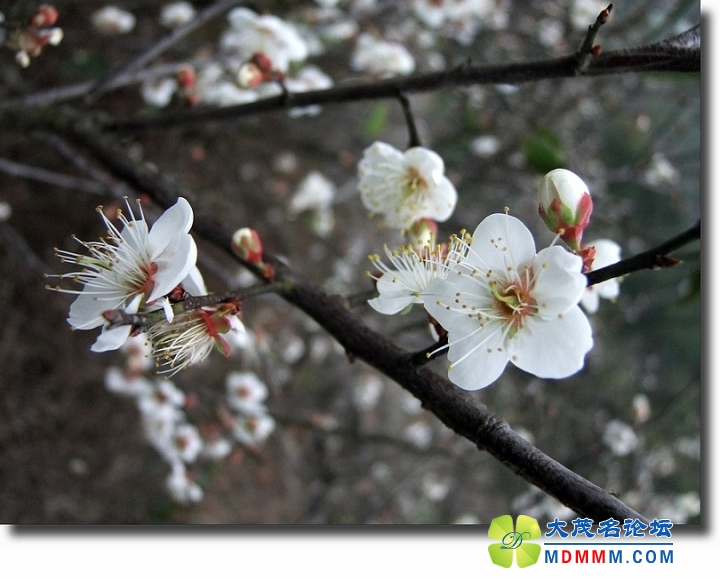 DSCF6658.jpg