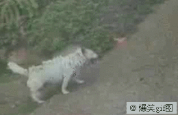 96a811dfa9ec8a132a374311f703918fa1ecc092.gif