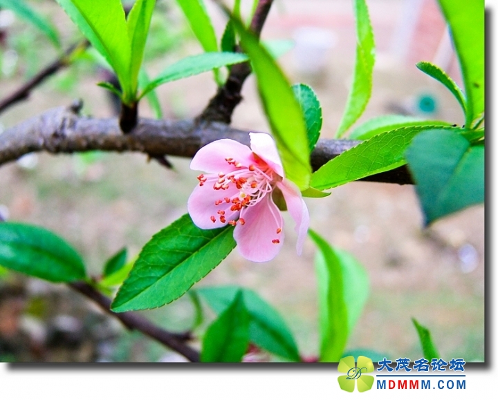 DSCF6957-1.jpg