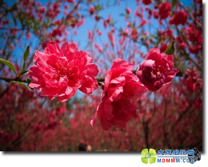 DSCF7067-1.jpg