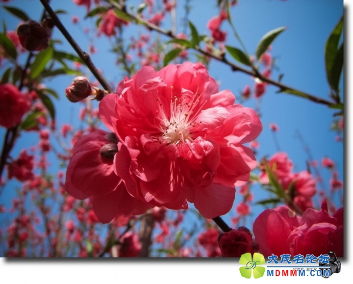 DSCF7219-1.jpg