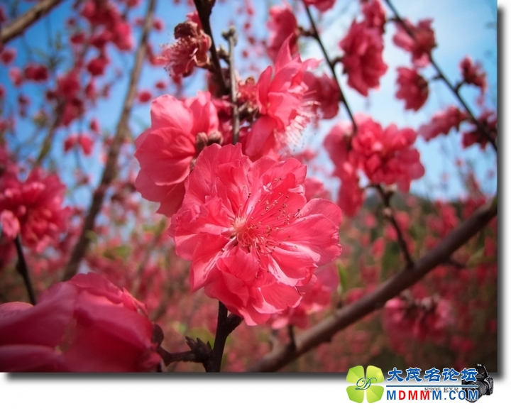 DSCF7336-1.jpg