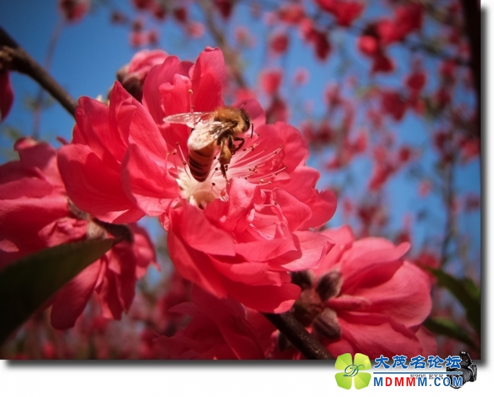DSCF7627-1.jpg