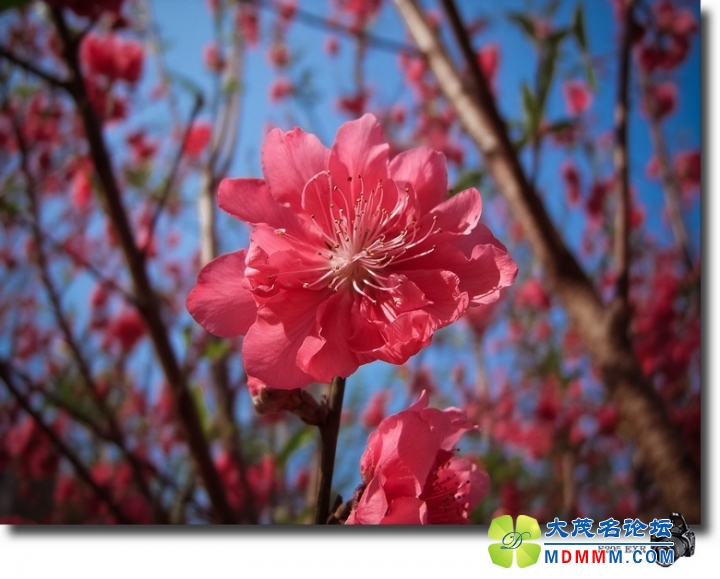DSCF7695-1.jpg