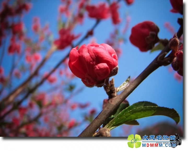 DSCF7699-1.jpg