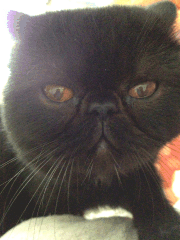 7fce842c12d768d4d39ef0ce5a83_2.gif