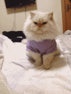 7f8c1087jw1e2x9gz70nhg.gif