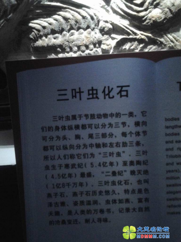 9Ҷ滯ʯ.jpg
