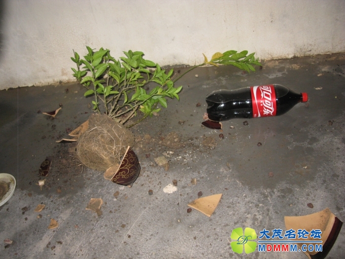 Ƭ 044.jpg