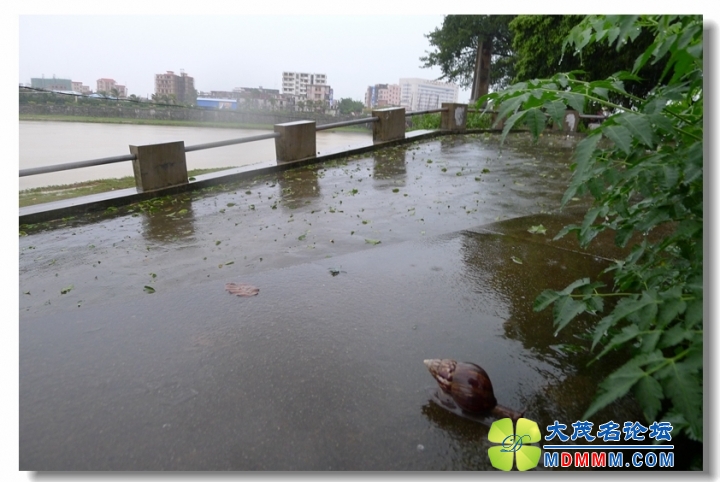 2013-08-16 ͽС ע֦԰088.jpg