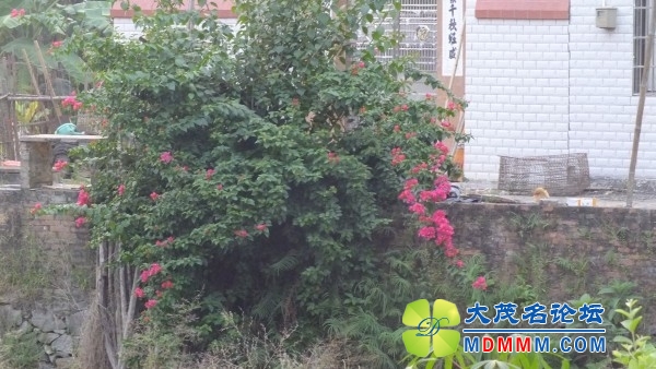 conew_dscf5753.jpg