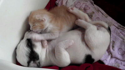 QQͼƬ20131106184119.gif