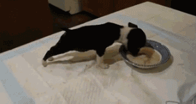 QQͼƬ20131106184130.gif