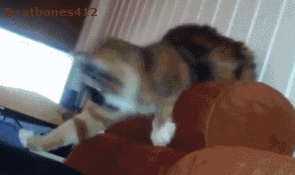 QQͼƬ20131206132407.gif