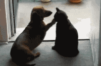 QQͼƬ20131208150838.gif