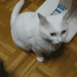 2000.gif
