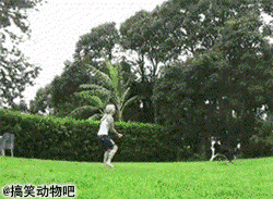 2000 (1).gif